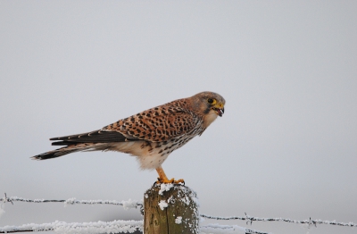 Hierbij mijn eerste (vogel)foto met mijn nieuwe Sigma 150-500mm. Heb de lens afgelopen zaterdag voor het eerst buiten kunnen proberen, het weer was wel grauw en mistig.
Deze TV (vrouw) was een eindje voor de auto aan het bidden. Ze vloog ineens naar beneden het veld in, zo'n 15meter naast de auto. Daarna ging ze met haar prooi op een paaltje zitten en kon ik een kleine serie maken van haar eetfestijn. Helaas waren dit niet de scherpste foto's, dus hier n van na de maaltijd.