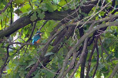Uit de oude doos. De ijsvogel zat erg ver weg vandaar deze crop met veel omgeving, ik vind het persoonlijk ook wel iets hebben. Wat denken jullie?