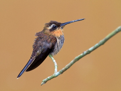 This hummingbird was perched on the edge of a small lake. How had rained heavily the day before the water was muddy, making this beautiful background that highlighted the beauty of the bird.
In Brazil it is called "Beija-Flor-Rajado"