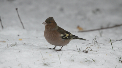 in de tuin na school. even pauze van al die repetities en gevaarlijke sneeuw expedities.