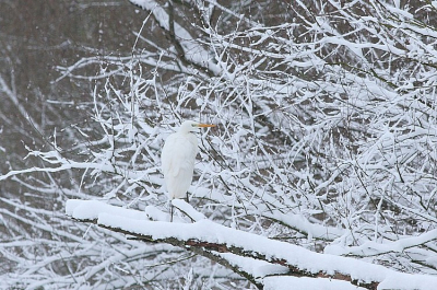 Grote Zilverreiger in de sneeuw, ik blijf het apart vinden. Toen ik deze vogel vond moest ik toch even goed kijken, de vogel gaat toch behoorlijk in zijn omgeving op.
