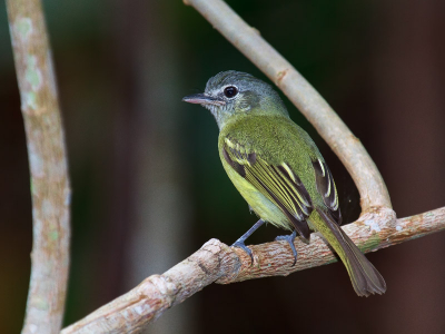 Picture taken while trying to attract a manacus manacus using playback. He became interested in the sound of another bird approached, allowing me to make many pictures of him.
In Brazil he is known as "Bico-Chato-de-Orelha-Preta"