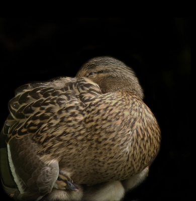 Een koppeltje eenden komt al jaren elk voorjaar in onze vijver.
Een hoge houtstapel in onze tuin had ze dit jaar uitgezocht om haar eieren uit te broeden,en trots kwam ze in mei haar 4 pulletjes showen.
Hier zijn ze 4 weken en zit ma lekker langs de vijverkant te zonnen met haar kroost onder de vleugels.