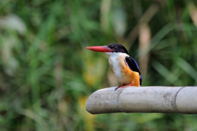 Tijdens een riviertocht in een gammele 2-persoons kano, vloog deze ijsvogel enkele malen roepend voor ons uit, om weer op een tak te gaan gaan zitten. In een bocht van de rivier bleef 'ie gelukkig zitten terwijl we voorbij gleden en kon ik deze foto maken.