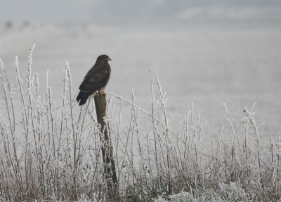 Gemaakt tijdens dezelfde 'expeditie' als mijn vorige upload van het torenvlakje.
De omstandigheden waren mistig en grauw.
Buizerd blijven volgens mij langer zitten als je vanuit een auto fotografeerd dan wanneer je met de fiets aankomt.