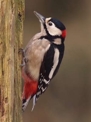 Dit mannetje bezoekt altijd 3 keer op een ochtend mijn plek in het bos. je kan de klok er op gelijk zetten.