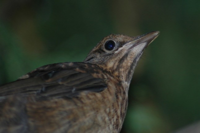 Nu de winter is ingevallen zal dit jong moeten knokken om te overleven, maar van de zomer in onze tuin was zijn jeugd zorgeloos met vader en moeder merel, die voedsel af en aanbrachten.