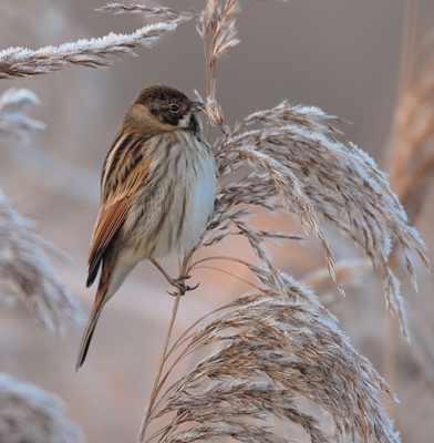 Bij -5 graden vanuit vogelkijkhut, gelukkig was er een groepje rietgorzen die voor wat actie zorgden en mij konden opwarmen