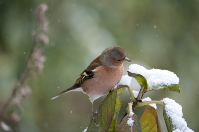Deze vink kijkt nog wat onwennig naar de eerste sneeuw van het jaar.