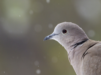 De koude jaagt vele vogels de tuinen in waar nog redelijk makkelijk aan voedsel  en drinken te komen is.
Ook deze Turkse Toretel kwam een kijkje nemen.
Met de lichte sneeuwval ontstond een prachtige achtergrond.