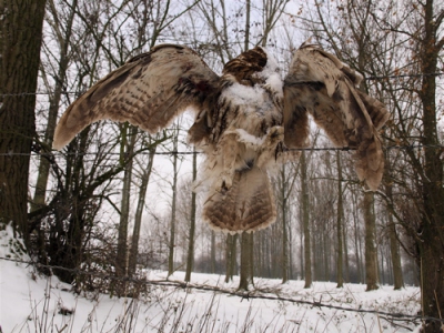 hij stierf voor onze zonden.....

Op dezelfde plek lag vorig jaar een buizerd. De jager van wie het perceel is patrouilleert er intensief en schiet kraaien vanuit zijn Mercedes-raampje. Toch ziet het er naar uit dat het ditmaal geen mensenwerk was.