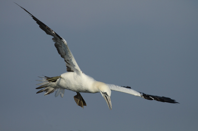 Dit najaar tweemaal met pterodroma adventures een pelagische tocht gemaakt. De moeite waard. Achter de boot grote groepen meeuwen, af en toe een jan ertussen. Vleugels, staart, poten - alles wordt gebruikt om in de lucht te balanceren. Ze maken een rauw 'arr arr' geluid voordat ze naar beneden duiken, een waarschuwing voor de meeuwen onder ze.