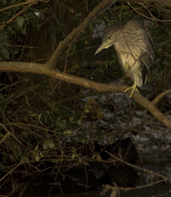 Hier een foto van dezelfde kwak als ik eerder geupload heb. alleen nu in een natuurlijkere setting.