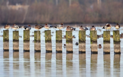 Wat was het vorige week een prachtige dag, ik kon me helemaal uitleven en heb er leuke foto's aan overgehouden. Voor deze foto moest ik van het talud af naar beneden naar de waterkant voor een zo laag mogelijk standpunt. Alle palen waren bezet zoals jullie zien.