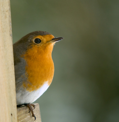 Deze roodborst zat voor in de tuin te poseren.
De foto is vanaf een statief gemaakt .