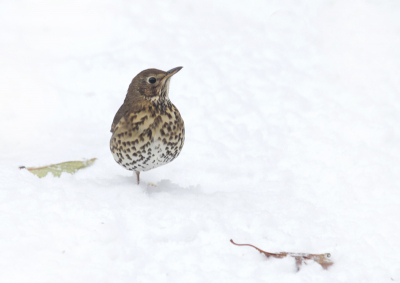 Een paar dagen aan het "spelen"met de M-knop.
Er kwamen een paar bijzondere foto's van waar dit er een van is.
De sneeuw doet daarbij wonderen.
Dit is een zanglijster in onze tuin met 1 pootje,het gaat hem goed want hij zit er al een paar maanden!