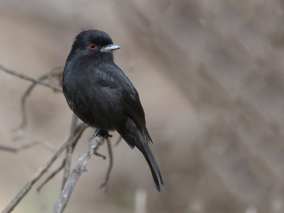 He was among the branches of a shrub. As the light conditions were favorable, and it allowed a good approximation could make the record of this fine species, common in open areas and forest edges.
In Brazil it is known as "Maria-Preta-de-Bico-Azulado"