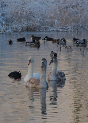 All Together Now, van alles zwom hier in een nog open gedeelte van een vijvertje. In het natuurgebied van Kardinge bij Groningen zie (en hoor) je in de winter ook heel veel smieten. Op de achtergrond zie je er nog eentje, samen met wilde eenden. De zwanen komen natuurlijk mooi uit in het witte landschap. Een meerkoetje lijkt daarnasst maar klein. Door de mist kwamen de eerste zonnestralen.