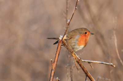 Deze roodborst vanuit een laag standpunt gefotografeerd waardoor een bruine achtergrond ontstaat. De vegetatie op de achtergrond geeft relif in de foto.
