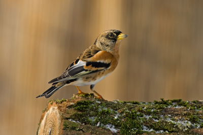 Kepen zijn trouwe wintergasten in mijn tuin. Deze bleef wel heel mooi poseren. De achtergrond is een rietmatje.