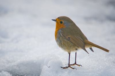 Dit roodborstje was knap brutaal toen hij tot op 2 meter afstand bij me over de sneeuw kwam lopen.
Hij kwam zelfs tot op een meter bij de honden vandaan die ik ook bij me had.