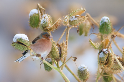 Op pad om wat winterplaatjes te maken, kwam ik deze vink tegen, die zijn heil wat hogerop had gezocht, namelijk in dit mooie struikje. Omdat ik niet over hekken wilde klimmen en daarmee op privegrond komen, moest ik wel wat croppen. Toch wel blijk met het resultaat....