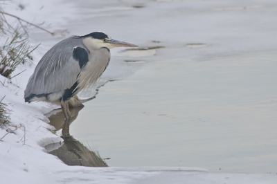 Ik vond dit wel een mooi winterbeeld, Blauwe reiger wachtend bij een wak in het ijs. Helaas bleef het alleen bij het wachten...