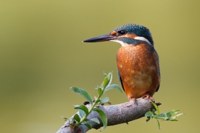 Ook al zijn er al heel veel foto's van deze mooie vogel geplaatst, ik wil hem toch graag met jullie delen. Hier zit ze schijnbaar heel rustig, maar altijd zeer oplettend op haar tak, met op de achtergrond het vage groen van de waterrand.