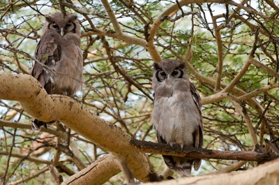 Het aangrenzende bos langs de kust van het Lake Nakuru meer heeft een enorme verscheidenheid van aan vogels. Deze grote uilen hebben wij kunnen spotten tijdens ons bezoek aan het park. Echt een kick moment om dergelijke grote uilen in het wild te spotten. We hebben ze vroeg in de morgen al gezien, maar deze opname is op het eind van de dag vanwege een betere licht inval.