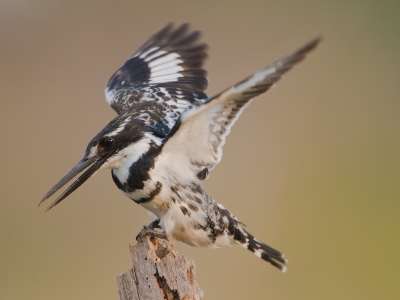 Altijd leuker om een Kingfisher in een actie vast te leggen. Gelukkig had deze een vaste stek.