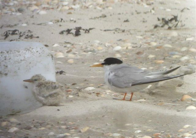 Bij een krachtige NO wind zochten de eerste Dwergsternjongen beschutting tegen het opwaaiende zand.