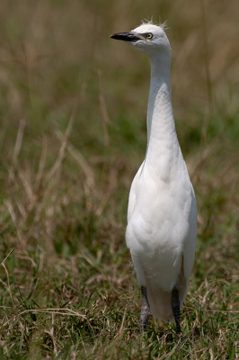 Tijdens onze tweede safari dag in Lake Nakuru kwamen wij deze Kleine Zilverreiger tegen tussen de buffels. Zijn mooi houding sprak mij aan om te fotograferen. Benieuwd wat jullie er van vinden?