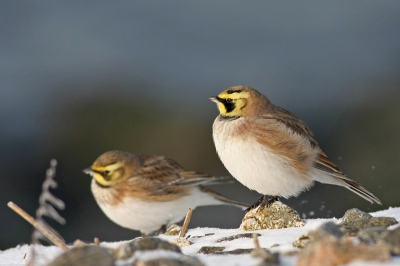Afgelopen dagen weer kunnen genieten van deze leuke vogels. Nadat ze gewend waren aan mij en mijn auto, lieten ze zich heel dicht benaderen. Druk bewegende vogels die hard kunnen rennen, maar die, gelukkig voor mij, ook af en toe een paar tellen stilzaten. Hopelijk blijven ze ook dit jaar weer een tijdje rondhangen.
