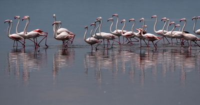 Tijdens het bezoek aan Lake Nakuru zag ik deze groep Grote Flamingos een sprintje trekken. Ze hadden gelijk mijn aandacht. We mochten de Jeep tijdelijk verlaten. Ik lag plat op mijn buik aan de rand van het meer waar nog een beetje gras was. Met behulp van mijn rijstzak heb ik deze foto gemaakt. Fascinerend schouwspel was het, om de wijze waarop de Flamingos zich verplaatsen,  te kunnen zien en te fotograferen.  Allemaal de kop in de zelfde richting en snel achter elkaar aanlopend.  Puur genieten van de Afrikaanse schoonheid. Het zweet brak mij aan alle kanten uit, aangezien het aan de rand van het meer bloedheet was. De vogels waren voortdurend in beweging. Soms vlogen ze massaal de lucht in als een Afrikaanse Fish Eagle voorbij kwam op jacht naar deze mooie vogels.  Ook deze opname heb ik een zeer tevreden gevoel van overgehouden.  Echt zon kick gevoel. Het was vooraf ook een wens om dergelijke ervaringen te kunnen opdoen.