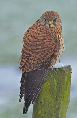 Deze torenvalk zat heel fraai in de mist en keek heel even in de lens. Op een dag als vandaag had ik niet verwacht zo'n foto te kunnen maken, maar zo zie je maar weer....(2e upload uit deze serie)