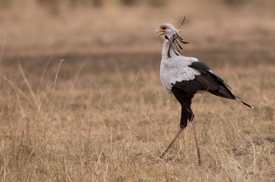 De Secreatarisvogel heeft voornamelijk een lopend bestaan. Hoewel ze wel kunnen vliegen zie je ze meestal lopend over de savanna. De herkenbare kop, waarbij de omhoog springende veren achter op de kop en de rode, kale huid om de ogen zijn het meest opvallend aan deze roofvogel. Ze jagen te voet. Omzichtig stappen ze op hun hoge poten door het gras, op zoek naar slangen, hagedissen, jonge vogels en eieren. Is de prooi eenmaal binnen bereik, dan vertrapt de secretarisvogel deze met zijn poten. Tijdens de aanval zijn de vleugels naar voren gericht, zodat een eventuele slangenbeet in de veren wordt geplaatst. Een specialisme is het jagen op dieren die vluchten voor vuur.