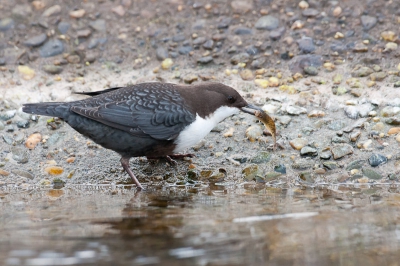 Enthousiast geworden door alle verhalen hier over de waterspreeuw ook maar afgereisd naar het AWD.
De plek was goed te vinden en ik was uiteraard niet alleen.
Dit unieke vogeltje maakte de grijze dag meer dan goed door een leuke show te geven. Fanatiek dook deze onder om een tiendoornige stekelbaarsje achterna te zitten en te vangen. Het kostte hem enige moeite om het visje naar binnen te werken. Dit deed de waterspreeuw op een wijze zoals we kennen van een ijsvogel. Hopelijk is deze foto nog van toegevoegde waarde op de al vele foto's alhier van deze vogel?.
mvg
Hans B