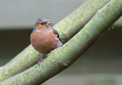 Mooie vogels toch die vinken. Deze zat rustig een beetje rond te kijken.