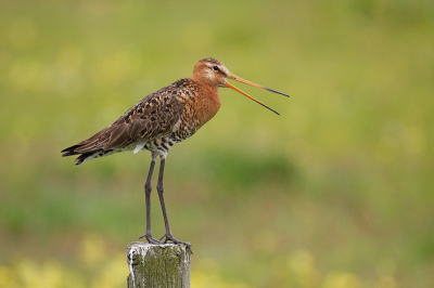 Een portret van afgelopen zomer. Mooie dag, mooie vogels. Dat was genieten.