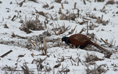 Fazant in het veld naast een B weg. Vanuit de auto vanaf de rijstzak. Toen ik probeerde uit te stappen zette ie het op een lopen. Schitterende vogel die ook in deze tijden moet zoeken naar voedsel.