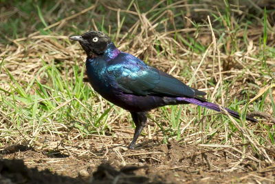 Ik moest tijdens het bezoek aan de vogelrijke bossen langs de kust van Lake Nakuru geduld hebben, omdat die prachtige kleurrijke glansspreeuw een tijdlang in de schaduw naar eten zat te zoeken. Gelukkig kwam hij in het zonlicht en was meteen zijn prachtig verenkleed zichtbaar.