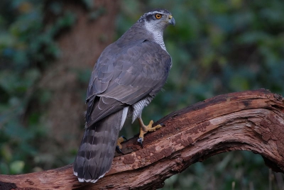 Op een mooie plek in het duinbos had ik mijn schuiltent opgezet. Ik was van plan zangvogels te fotograferen. In plaats daarvan werd het deze mooie Havikman, die voor mijn schuilhut plaats nam op een dikke tak.