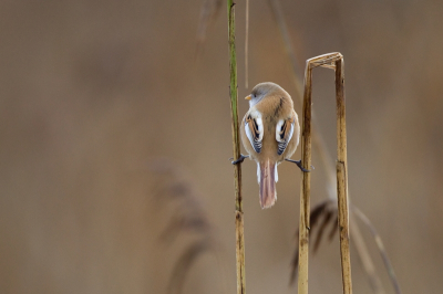Vandaag in de Oostvaardersplassen weer verschillende groepjes baardmannen gespot. Op de foto een vrouwtje die voor haar doen misschien een vrij normale pose aanneemt, maar voor mij een mooi moment.