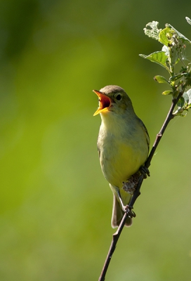 Tijdens het bezoek aan het prachtige natuurgebied Fochterlorveen zag ik deze mooie vogel druk zingen. Ik kreeg volop de gelegenheid om deze Bosrietzanger te fotograferen.