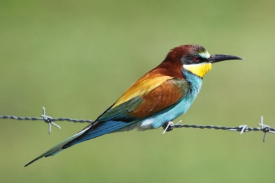 Tijdens het observeren van een groep bijeneters ging deze vlak voor mij zitten. Uit de hand gemaakt met 400 mm vanuit de auto. 
Canon 50D en 100-400