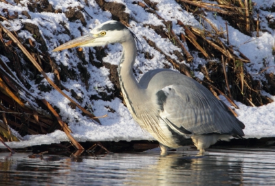 Blauwe reiger op de foto gezet vanuit de mobiele schuilhut deze blauwe rieger kon nog een plek vinden welke niet bevroren was.
