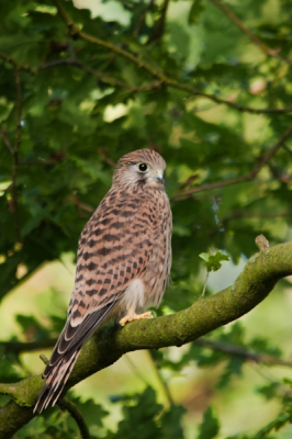 deze torenvalk heb ik voor het laatst gefotograveerd en gezien na het volgen van geboorte tot uitvliegen vandaar dat ik hem ook dicht kon naderen dit is er een uit het nest van vier valkjes