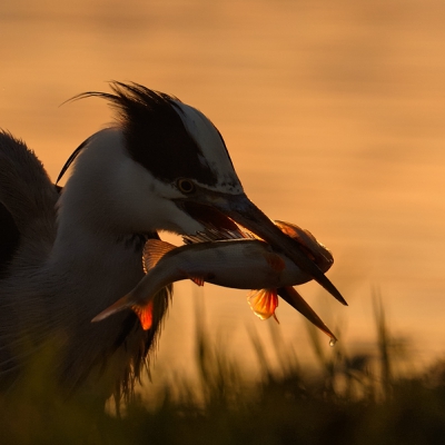 In het felle licht van de ondergaande zon stond deze reiger bij een wak te vissen. Met deze baars had de vogel zichtbaar moeite maar ondanks dat werd die levend naar binnen gewerkt. 
Mmm.. geef mij maar een dode haring..