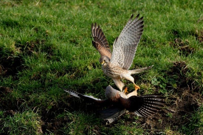 Bij het naar huis rijden van een observatie van een zeearend groot kabaal tussen twee torenvalken. Juist op tijd om een foto te nemen. Blijkbaar een of ander vogeldispuut.