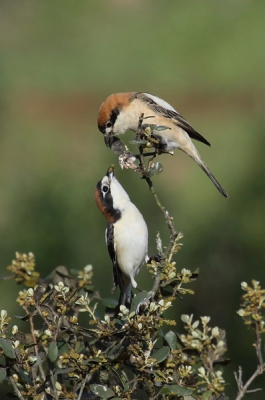 Tijdens een ochtendwandeling kwam ik dit paartje roodkopklauwieren tegen die elkaar het hof maakten. Ook hier gaat de liefde door de maag. Ze zaten wel wat ver weg.